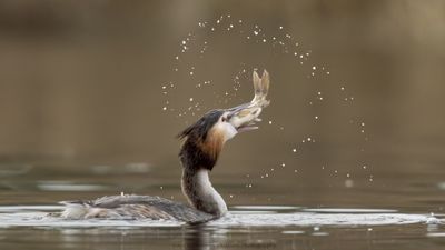 Podiceps Cristatus / Fuut / Great Crested Grebe