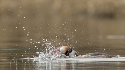 Podiceps Cristatus / Fuut / Great Crested Grebe