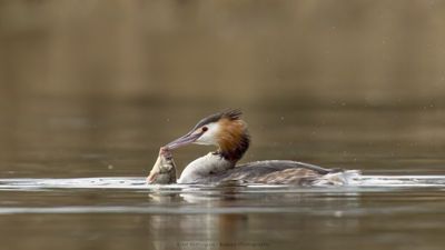 Podiceps Cristatus / Fuut / Great Crested Grebe