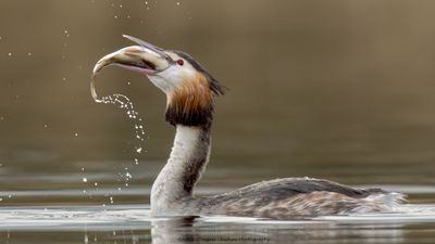 Podiceps Cristatus / Fuut / Great Crested Grebe