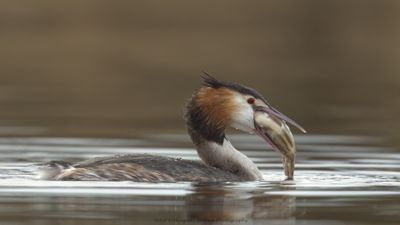 Podiceps Cristatus / Fuut / Great Crested Grebe