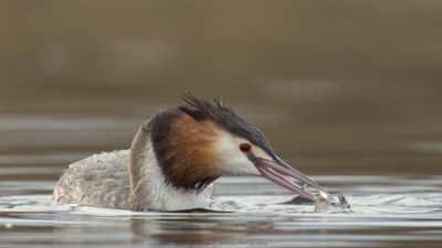 Podiceps Cristatus / Fuut / Great Crested Grebe