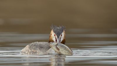 Podiceps Cristatus / Fuut / Great Crested Grebe