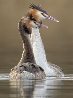 Podiceps Cristatus / Fuut / Great Crested Grebe