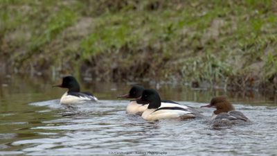 Mergus merganser / Grote Zaagbek / Goosander