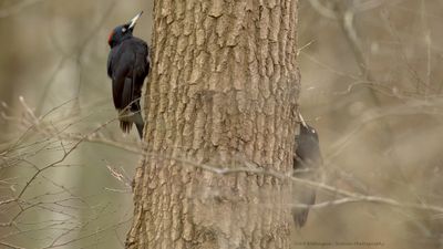 Dryocopus martius / Zwarte Specht / Black Woodpecker