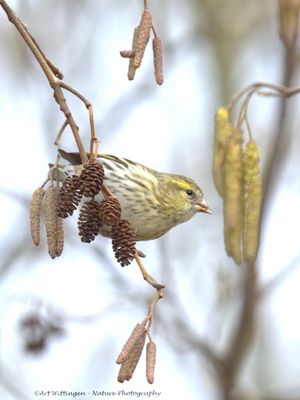 Carduelis spinus / Sijs / Eurasian Siskin