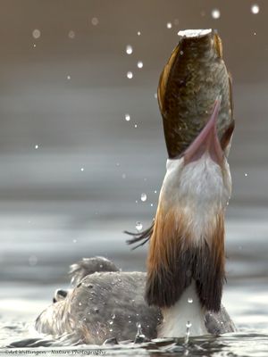 Podiceps Cristatus / Fuut / Great Crested Grebe