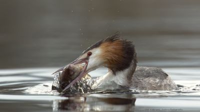 Podiceps Cristatus / Fuut / Great Crested Grebe