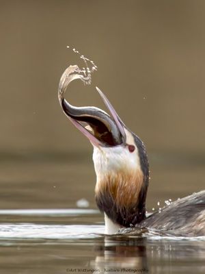 Podiceps Cristatus / Fuut / Great Crested Grebe
