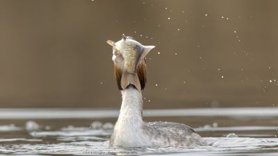 Podiceps Cristatus / Fuut / Great Crested Grebe