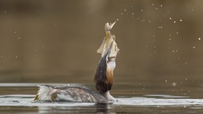 Podiceps Cristatus / Fuut / Great Crested Grebe