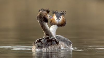 Podiceps Cristatus / Fuut / Great Crested Grebe