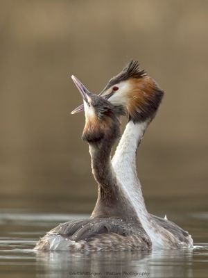 Podiceps Cristatus / Fuut / Great Crested Grebe