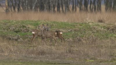 Capreolus capreolus / Ree / Roe Deer