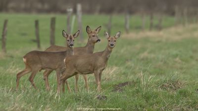 Capreolus capreolus / Ree / Roe Deer