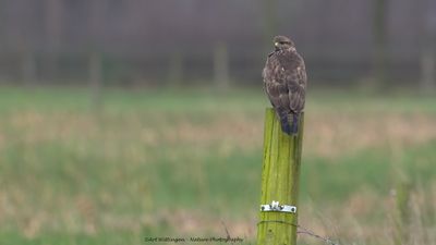 Buteo buteo / Buizerd / Common buzzard