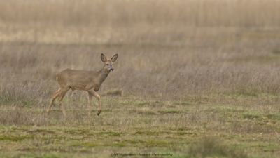 Capreolus capreolus / Ree / Roe Deer