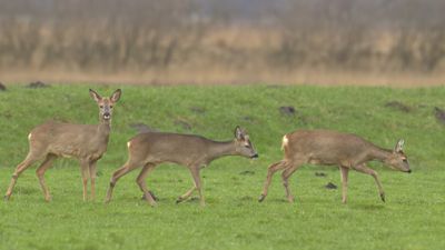 Capreolus capreolus / Ree / Roe Deer