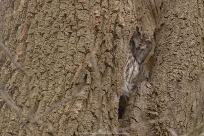 Strix aluco / Bosuil / Tawny owl