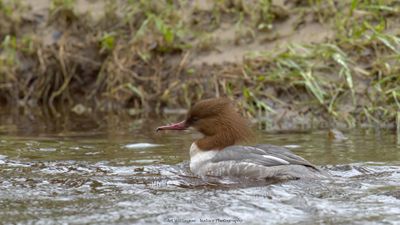 Mergus merganser / Grote Zaagbek / Goosander