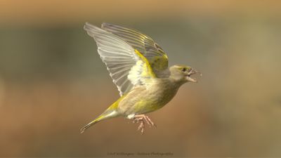 Chloris chloris / Groenling / European Greenfinch