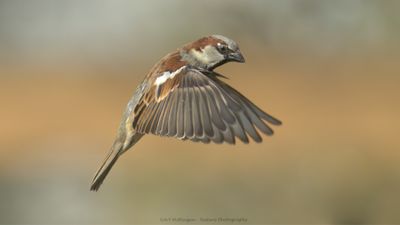 Passer Domesticus / Huismus / House sparrow
