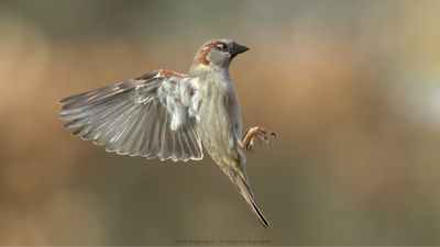 Passer Domesticus / Huismus / House sparrow