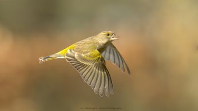 Chloris chloris / Groenling / European Greenfinch