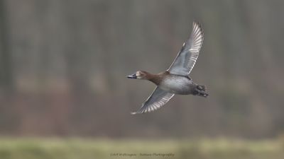 Aythia Ferina / Tafeleend / Common Pochard