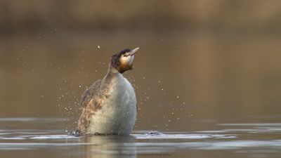 Podiceps Cristatus / Fuut / Great Crested Grebe