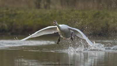 Cygnus Olor / Knobbelzwaan / Mute Swan