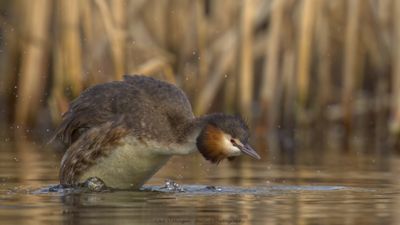 Podiceps Cristatus / Fuut / Great Crested Grebe