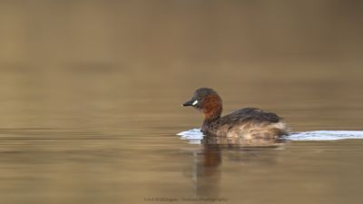 Tachybaptus ruficollis / Dodaars / Little Grebe