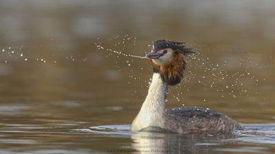 Podiceps Cristatus / Fuut / Great Crested Grebe