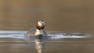 Podiceps Cristatus / Fuut / Great Crested Grebe