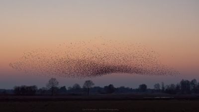 Sturnus vulgaris / Spreeuw / Common Starling