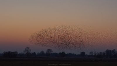 Sturnus vulgaris / Spreeuw / Common Starling