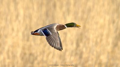 Anas Platyrhynchos / Wilde Eend / Mallard