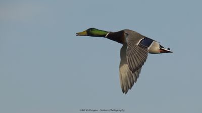 Anas Platyrhynchos / Wilde Eend / Mallard