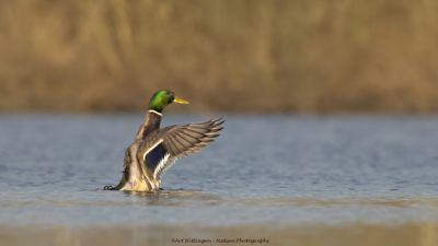 Anas Platyrhynchos / Wilde Eend / Mallard