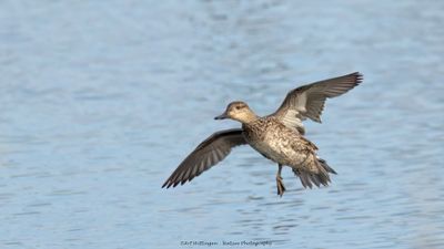 Anas crecca / Wintertaling / Teal