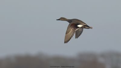 Anas strepera / Krakeend / Gadwall