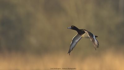 Aythya fuligula / Kuifeend / Tufted duck