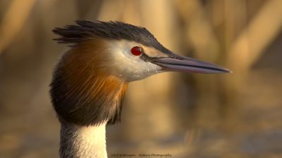 Podiceps Cristatus / Fuut / Great Crested Grebe