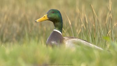 Anas Platyrhynchos / Wilde Eend / Mallard