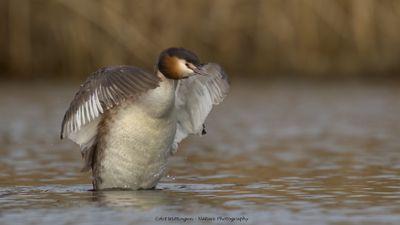 Podiceps Cristatus / Fuut / Great Crested Grebe