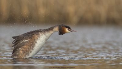 Podiceps Cristatus / Fuut / Great Crested Grebe