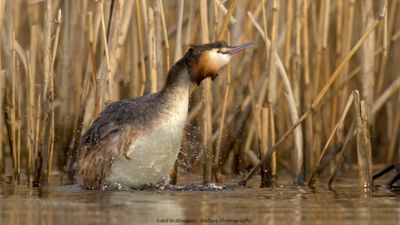 Podiceps Cristatus / Fuut / Great Crested Grebe