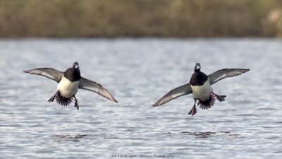 Aythya fuligula / Kuifeend / Tufted duck